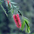 Callistemon