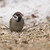 Vrabec poľný (Passer montanus)