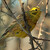 Emberiza citrinella