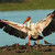Nesyt africký (Mycteria ibis )