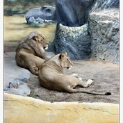 Spolu v zoo