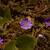 Jaterník podléška (Hepatica nobilis)