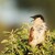 Kukačka měděná (Coppery-tailed Coucal II)