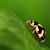 Slunéčko skvrnité (Psyllobora vigintiduopunctata)