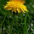 Smetanka (pampeliška) lékařská - Taraxacum officinale