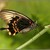 Otakárek  Papilio memnon