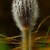 Poniklec veľkokvetý (Pulsatilla grandis)