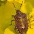Dolycoris baccarum