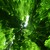 trEE...