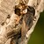Špaček obecný - Sturnus vulgaris