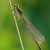 Ischnura elegans (Vander linden, 1820)