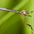 Leptogaster cylindricus