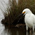 Volavka belostna (Egretta thula)
