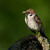Vrabec polní - Passer montanus