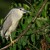 Kvakoš noční (Nycticorax nycticorax)