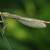 Platycnemis pennipes