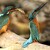 Alcedo atthis