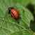 Larva mandelinky