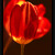 underworld tulip