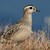 Charadrius morinellus /Kulík vrchovský /Kulík hnědý