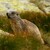 Svišť vrchovský tatranský (Marmota marmota tatrica)