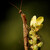 Kudlanka nábožná (Mantis religiosa), samec