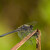 Sympetrum danae - vážka tmavá