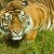 Tygr Zoo Brno