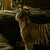 Tygr Zoo Brno