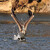 California brown pelican