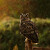 Výr velký / Bubo Bubo / Eurasian Eagle Owl