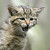 Kotě kočky divoké (Felis silvestris)