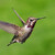 Kolibrik #12