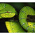 Pit Viper