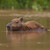 Kapybara močiarna (Hydrochoerus hydrochaeris) - WL