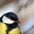 Sýkorka bielolíca (Parus Major) - portrét