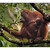 Orangutan WL