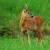 Srnec lesný-Capreolus capreolus- Wildlife