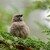 Grey-headed sparrow-Vrabec šedohlavý