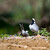 Trasochvost biely (Motacilla alba)