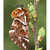Strakáč brezový (Endromis versicolora)