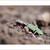 Cicindela campestris