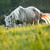 White horse