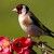 Carduelis carduelis