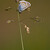 Modrásek jehlicový (Polyommatus icarus)