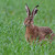 Zajac poľný_Lepus europaeus