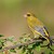 Zvonek zelený (Carduelis chloris)