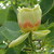 liriodendron