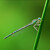 Šidielko brvonohé (Platycnemis pennipes)