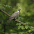 Holub hřivnáč (Columba palumbus)